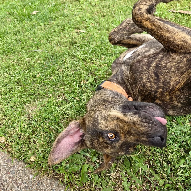 Nala thumbnail 6