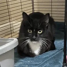 Betty Boop thumbnail 2