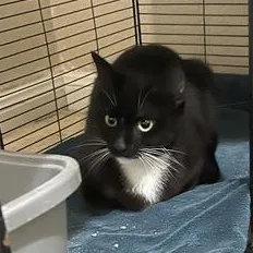 Betty Boop thumbnail 3