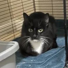 A baby small-sized female Black & White / Tuxedo Domestic Short Hair cat named Betty Boop for adoption in Liverpool, TX