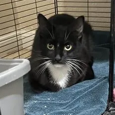 Betty Boop thumbnail 5