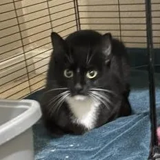 Betty Boop thumbnail 6