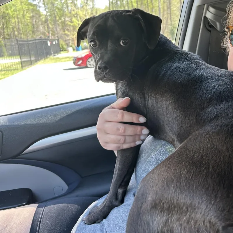 A young medium-sized female Black Mixed Breed dog named Cheese Curd for adoption in Greensboro, NC