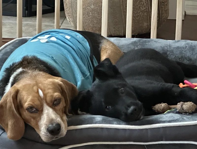 Midnight thumbnail 2