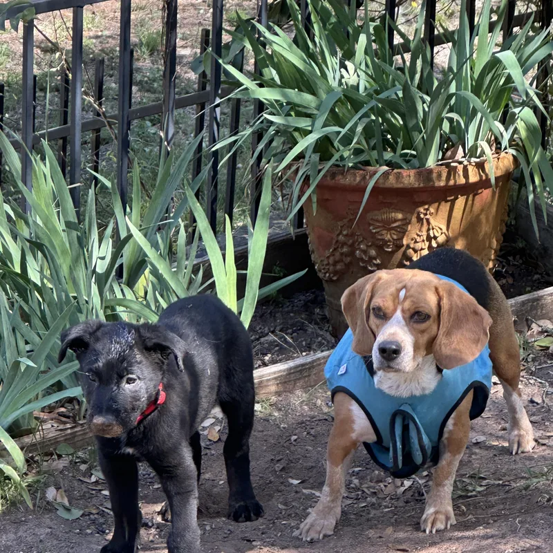 Midnight thumbnail 3