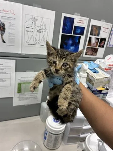 A baby small-sized male Domestic Short Hair cat named Twix for adoption in San Martin, CA