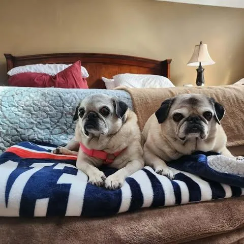 A senior medium-sized female Pug dog named Pretty Girl & Shiner for adoption in Pelham, MA