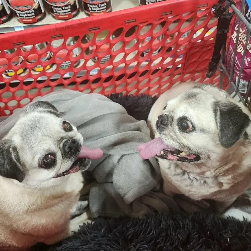 Pretty Girl & Shiner thumbnail 2