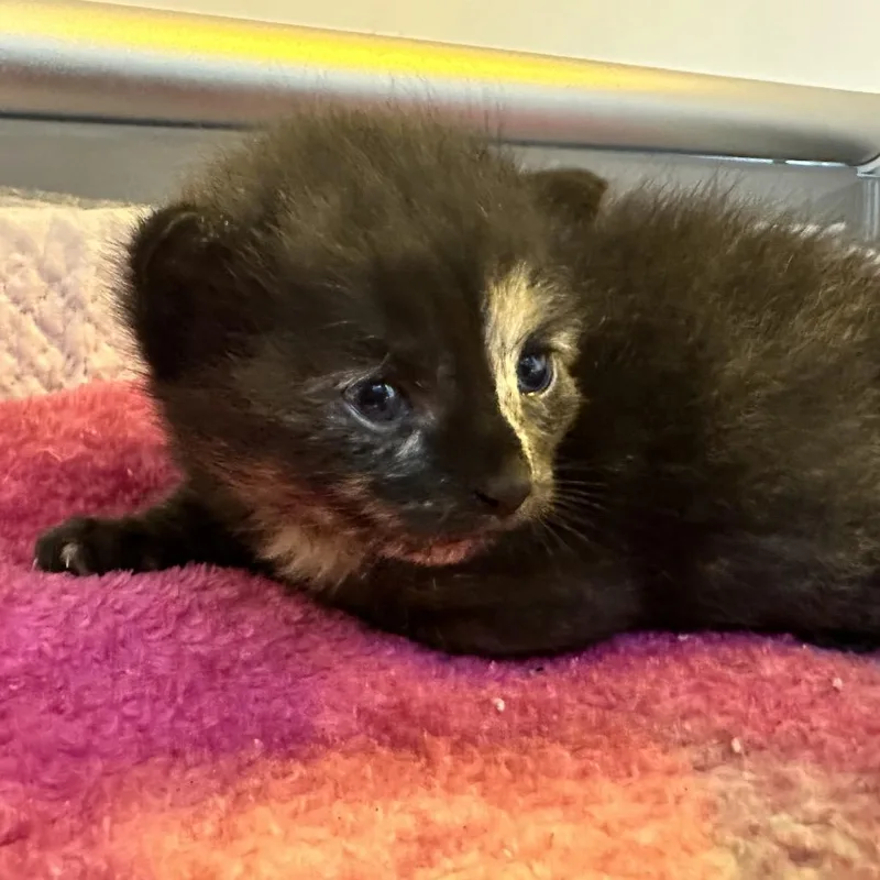 A baby small-sized female Black Domestic Short Hair cat named Chassie for adoption in Abilene, TX