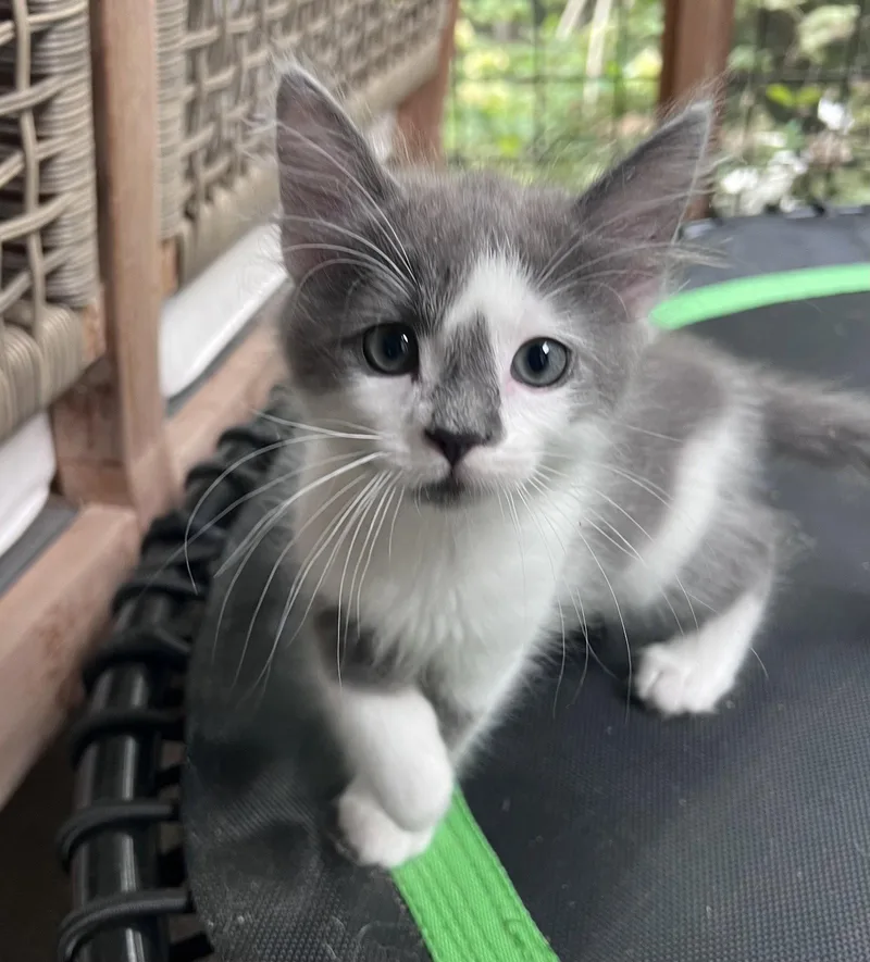 A baby medium-sized male Gray & White Domestic Medium Hair cat named Mouse for adoption in Pittsboro, NC