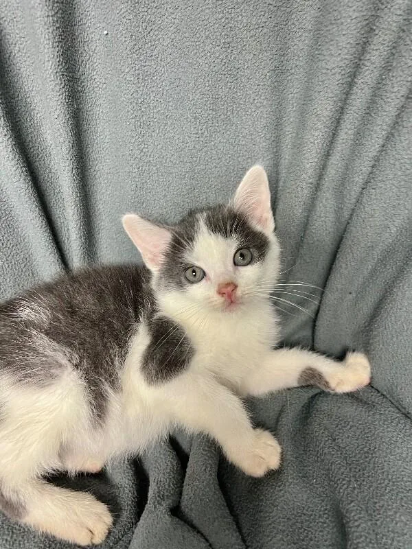 A young medium-sized male Gray / Blue / Silver Domestic Short Hair cat named Yield for adoption in North Babylon, NY