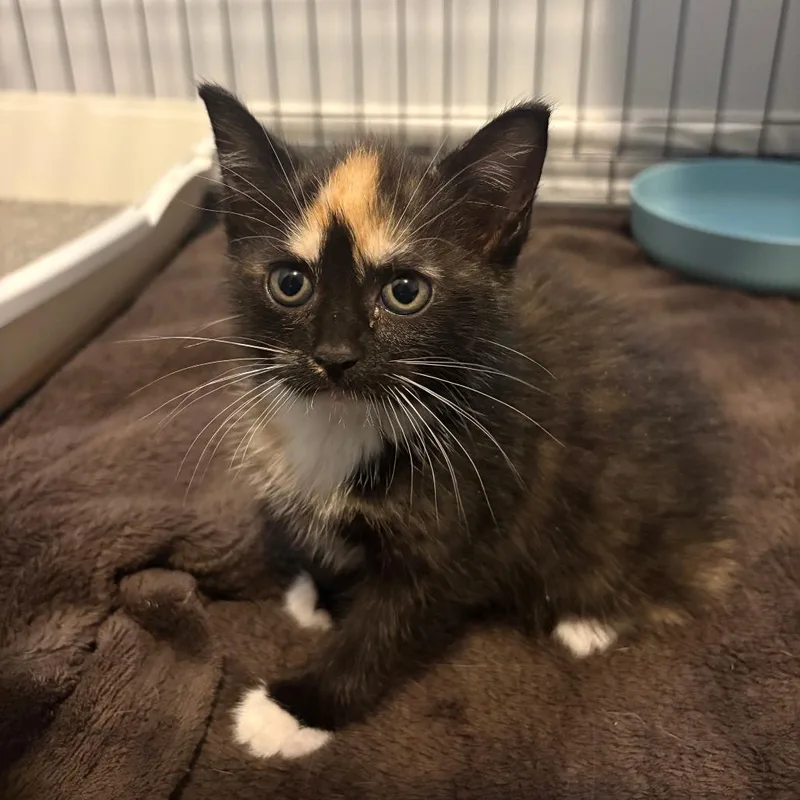 A baby small-sized female Calico Domestic Short Hair cat named Onyxia for adoption in Columbia, MO