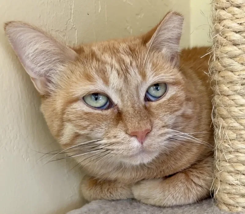 An adult medium-sized female Domestic Short Hair cat named Lovey for adoption in Prescott, AZ