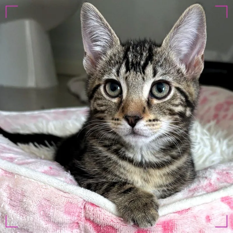 A young large-sized male Domestic Short Hair cat named Tigrillo for adoption in Cumming, GA