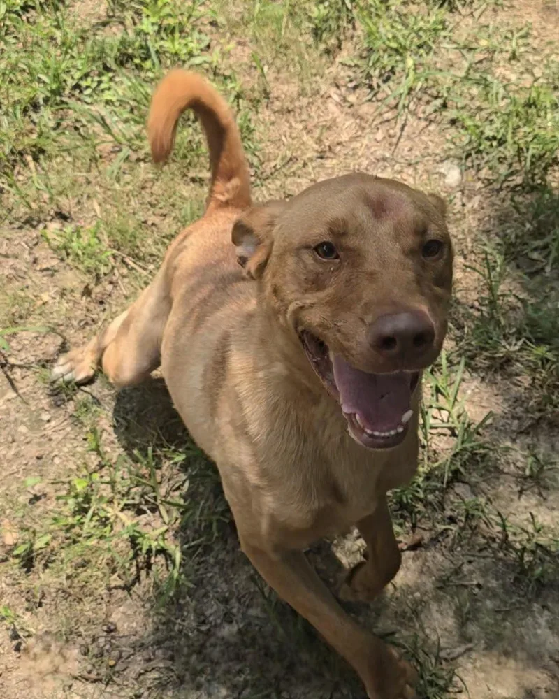 A young medium-sized male Apricot / Beige Shepherd dog named Lucky for adoption in Arlington, TN