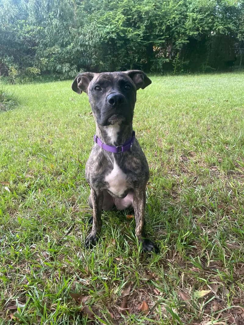An adult medium-sized female Brindle Mixed Breed dog named Aria for adoption in Bostic, NC