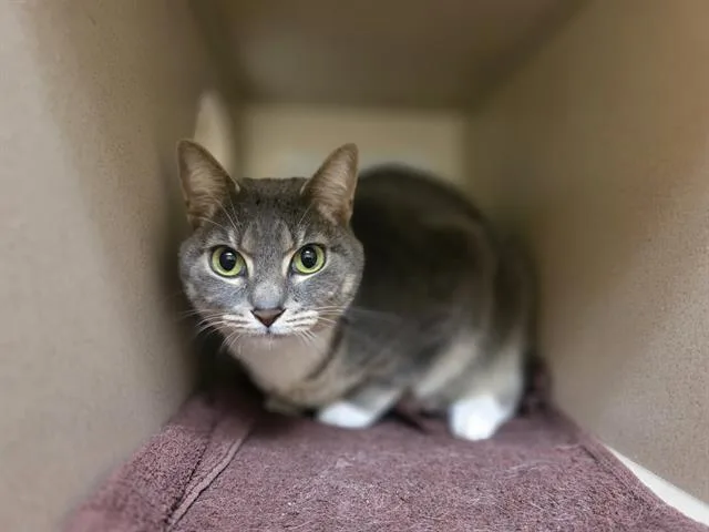 An adult medium-sized female Domestic Short Hair cat named Darrah for adoption in Denver, CO