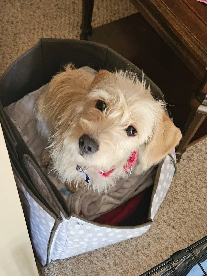 Nala