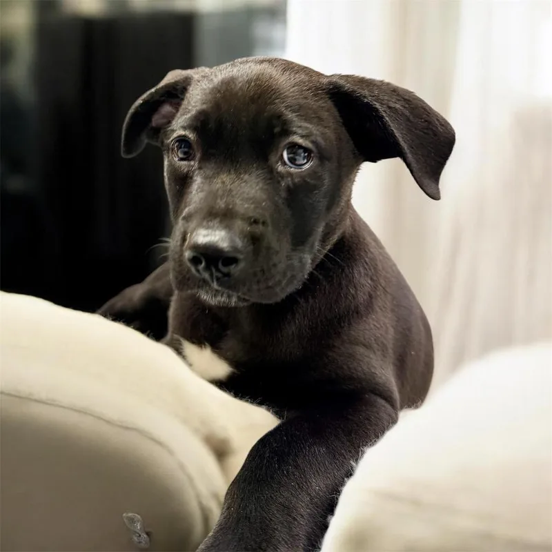 A baby large-sized male Cane Corso dog named Squirtcorso Mix Puppy! for adoption in Fort Myers, FL