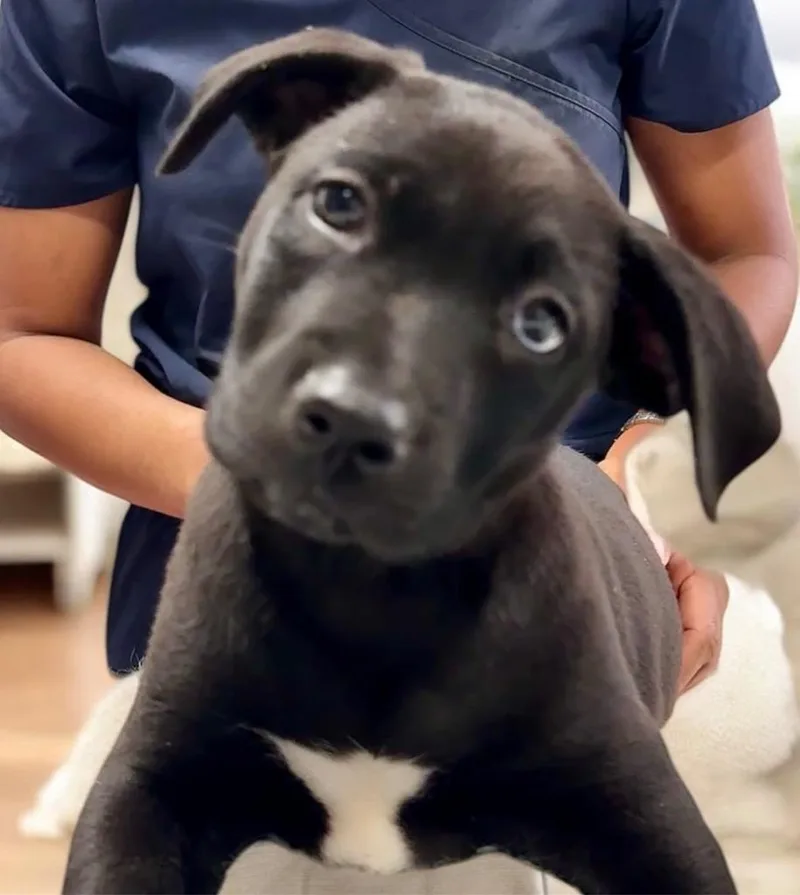 Squirtcorso Mix Puppy! thumbnail 2