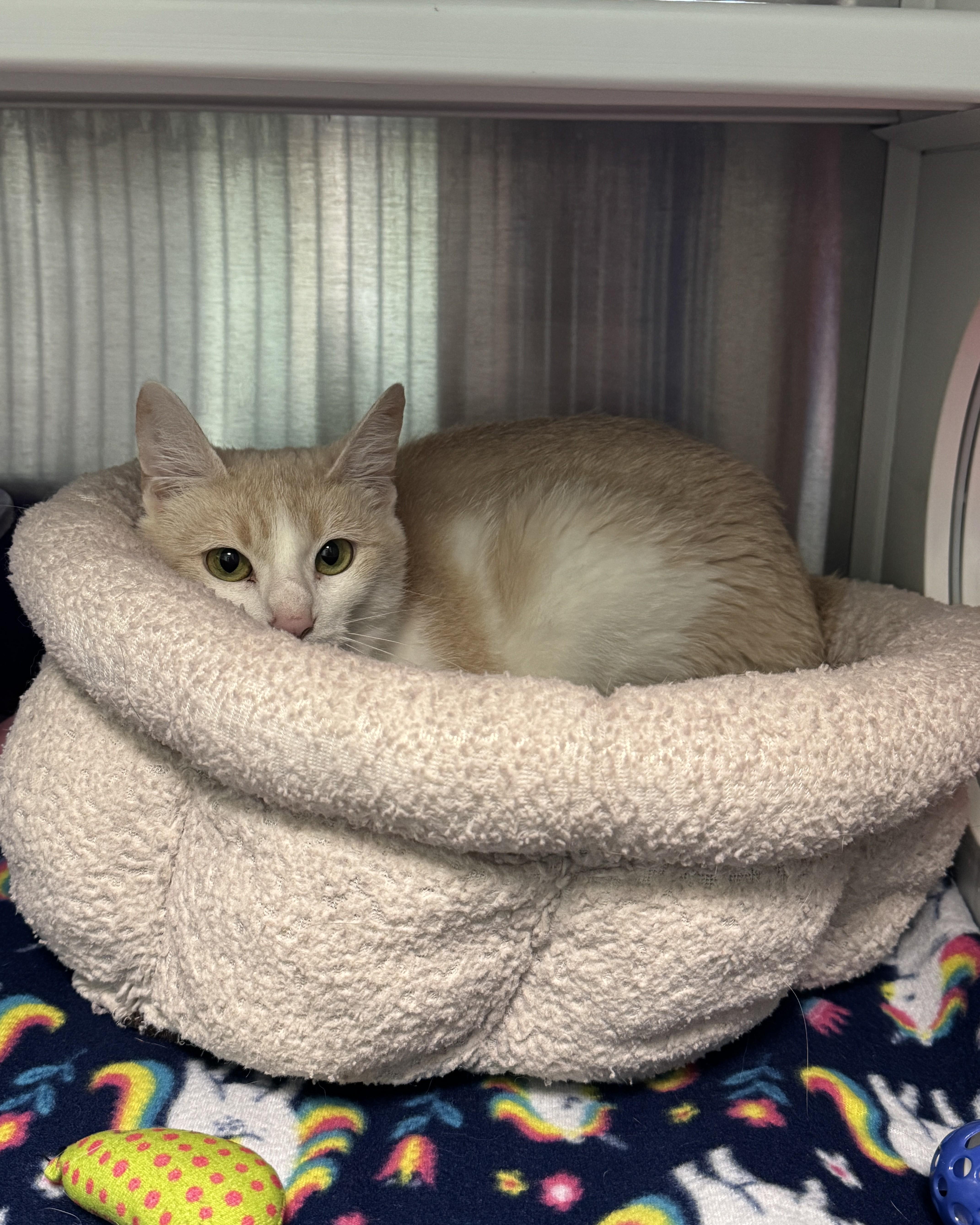 A young medium-sized female Buff & White Domestic Short Hair cat named Creamsicle for adoption in Seneca, PA