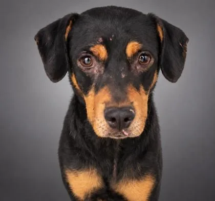 An adult medium-sized female Beagle dog named Divine for adoption in Bowling Green, KY