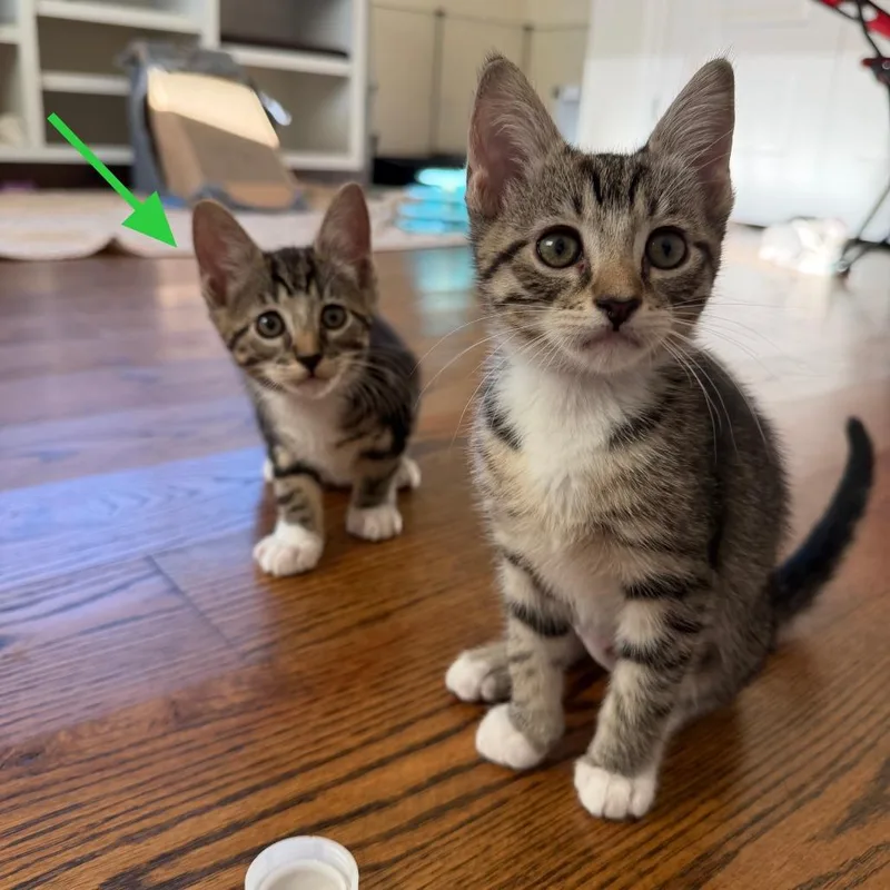 A baby small-sized female Brown / Chocolate Domestic Short Hair cat named Peep for adoption in Houston, TX