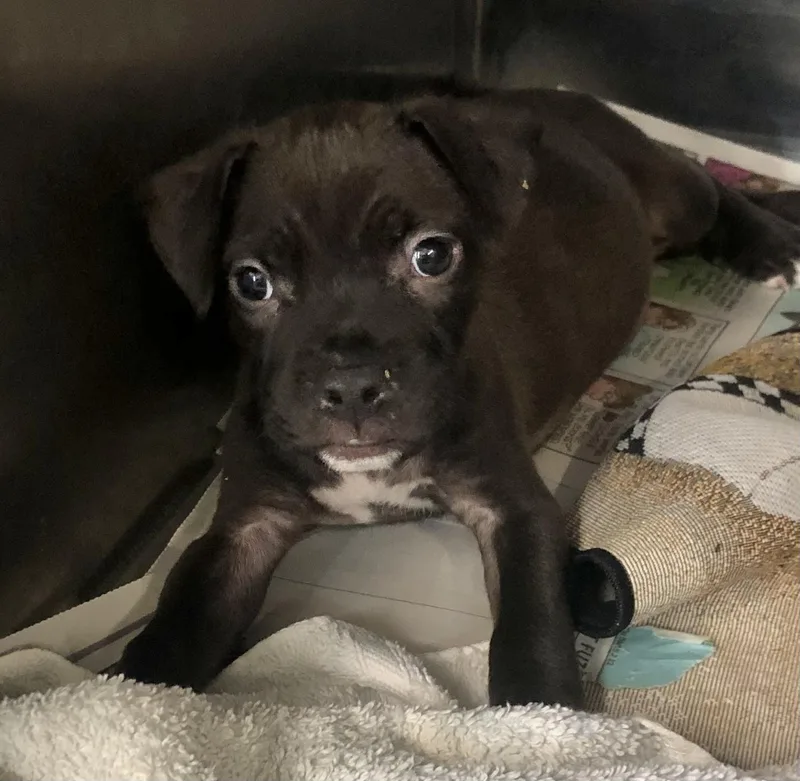 A baby medium-sized male Black American Bulldog dog named Murphy for adoption in Parma, OH
