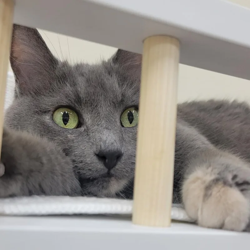 An adult medium-sized female Gray / Blue / Silver Domestic Short Hair cat named Jupiter  Pretty Dilute for adoption in Carmel, IN