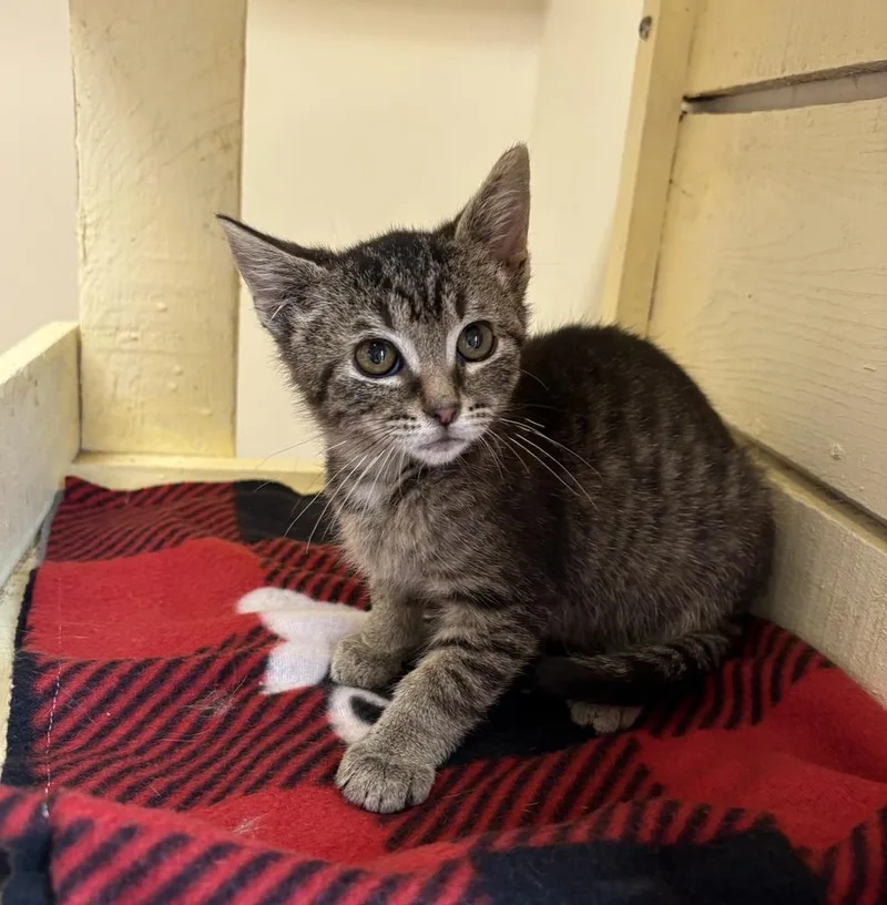 A baby small-sized male Brown / Chocolate Domestic Short Hair cat named Grayson for adoption in Rochester, IN