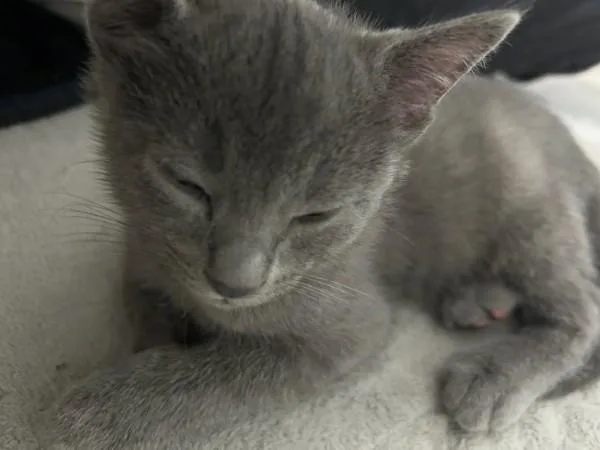 A baby medium-sized male Gray / Blue / Silver Domestic Short Hair cat named Hamlet for adoption in Bolingbrook, IL