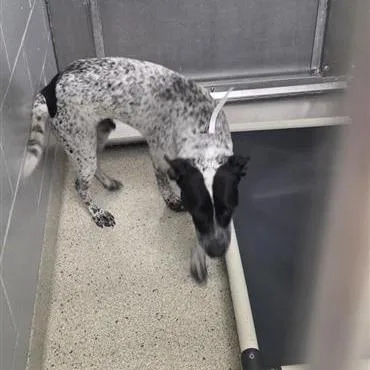 A young large-sized male Gray / Blue / Silver Mixed Breed dog named Emerson for adoption in Jacksonville, FL