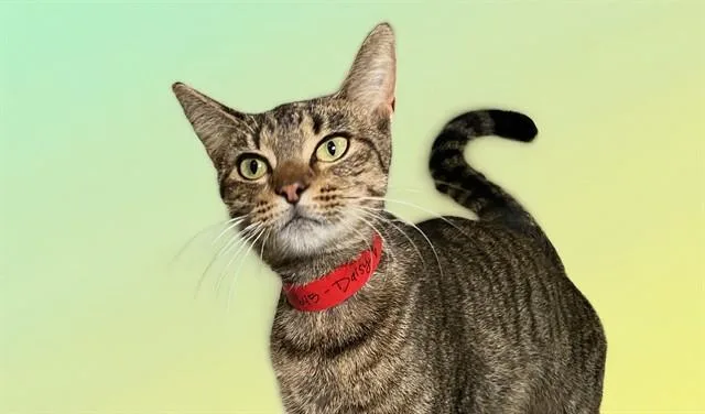 A young medium-sized female Domestic Short Hair cat named Daisy for adoption in Fort Lauderdale, FL