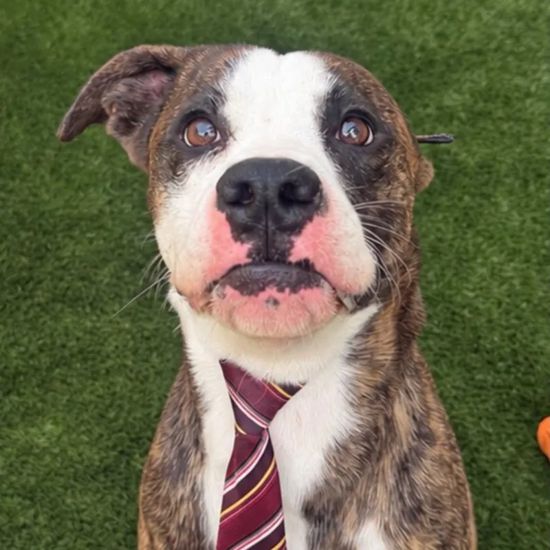 A young medium-sized male Brindle Mixed Breed dog named Crispix for adoption in Warren, OH