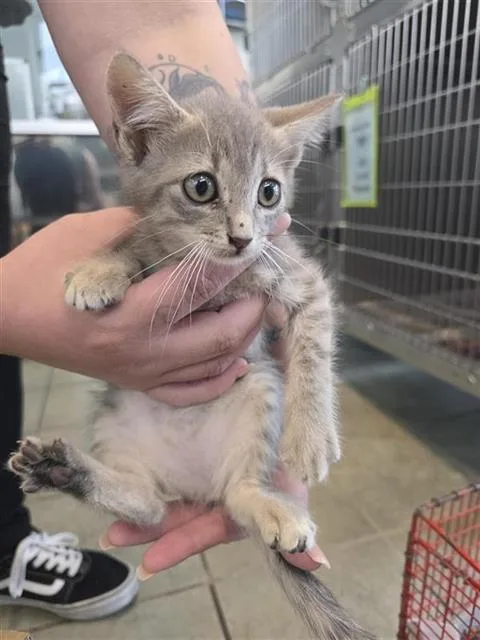 A baby small-sized female Domestic Short Hair cat named Luna for adoption in San Antonio, TX
