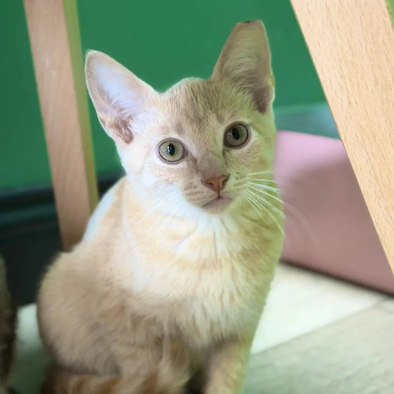 A baby small-sized male Buff / Tan / Fawn Domestic Short Hair cat named Doodle Bear for adoption in Dayton, OH