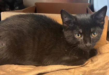 A baby small-sized female Domestic Short Hair cat named Doriana for adoption in West Chester, PA