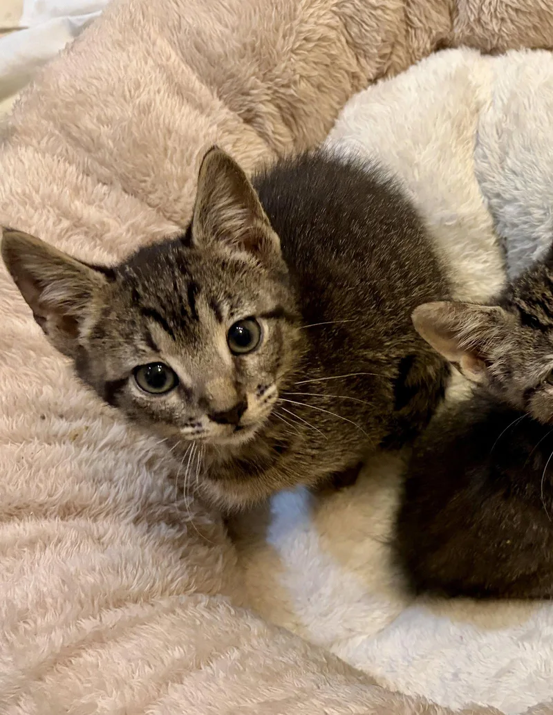 A baby medium-sized male Tabby cat named Tweed for adoption in MONTGOMERY, TX