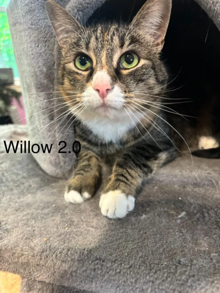 An adult large-sized female Domestic Short Hair cat named Willow . for adoption in Cambridge, MD