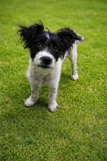A young medium-sized female Terrier dog named Anne for adoption in Lancaster, CA