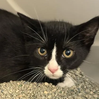 A young medium-sized male Domestic Short Hair cat named Roomba for adoption in Lansing, MI