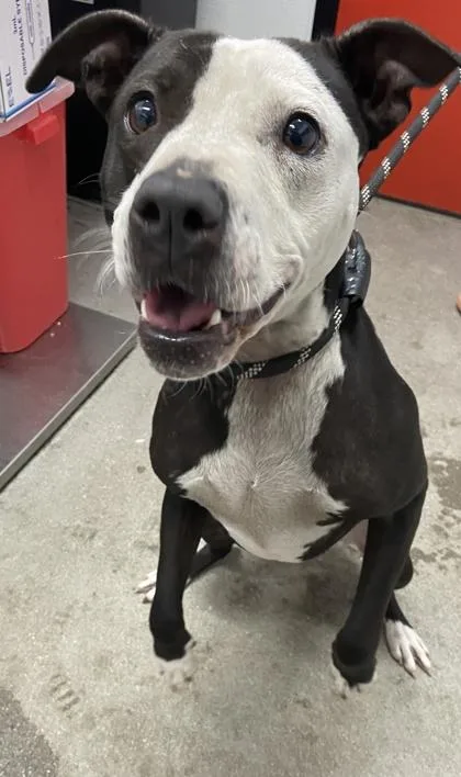 An adult medium-sized female Mixed Breed dog named Princess Leia for adoption in West Chester, PA