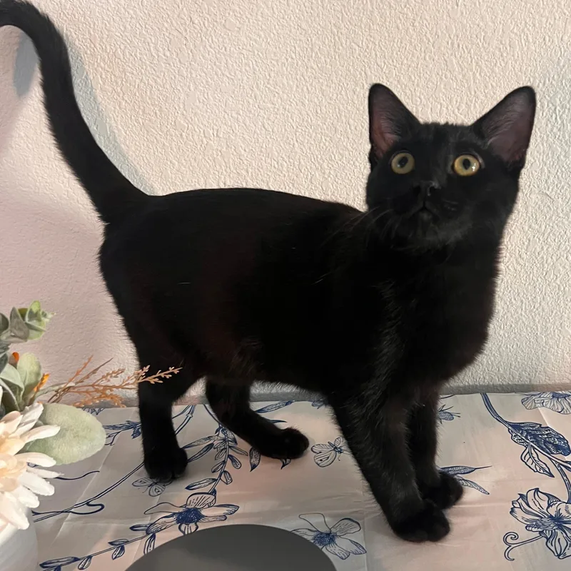 A baby small-sized male Black Domestic Short Hair cat named Phil Somers for adoption in Morrison, CO