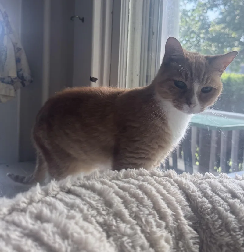 A senior small-sized female Orange & White Domestic Short Hair cat named Miss Frizzle for adoption in Berkeley Springs, WV