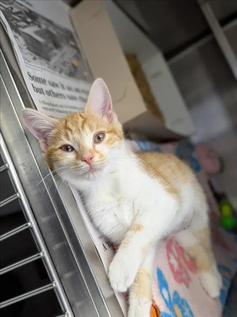 A baby small-sized female Domestic Short Hair cat named A for adoption in Wilmington, NC