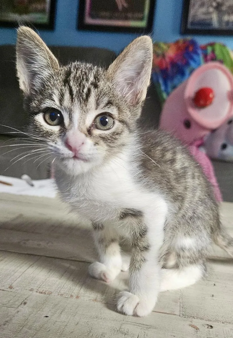 A baby small-sized male Domestic Short Hair cat named Christian for adoption in Dixon, CA