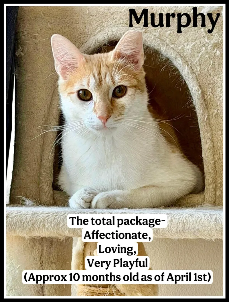 A young medium-sized male Orange & White Domestic Short Hair cat named Murphy for adoption in Greenville, DE