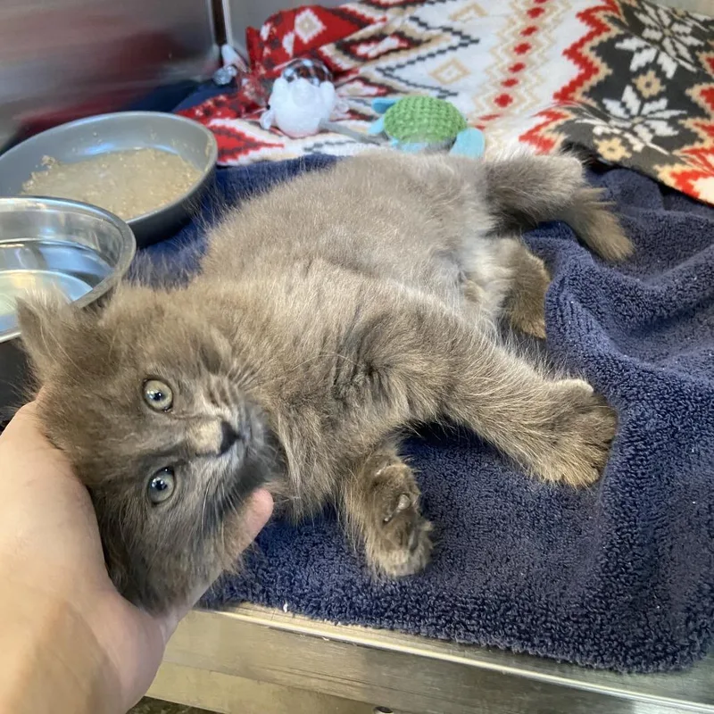 A baby small-sized male Gray / Blue / Silver Domestic Long Hair cat named Frogger for adoption in Washington Township, OH