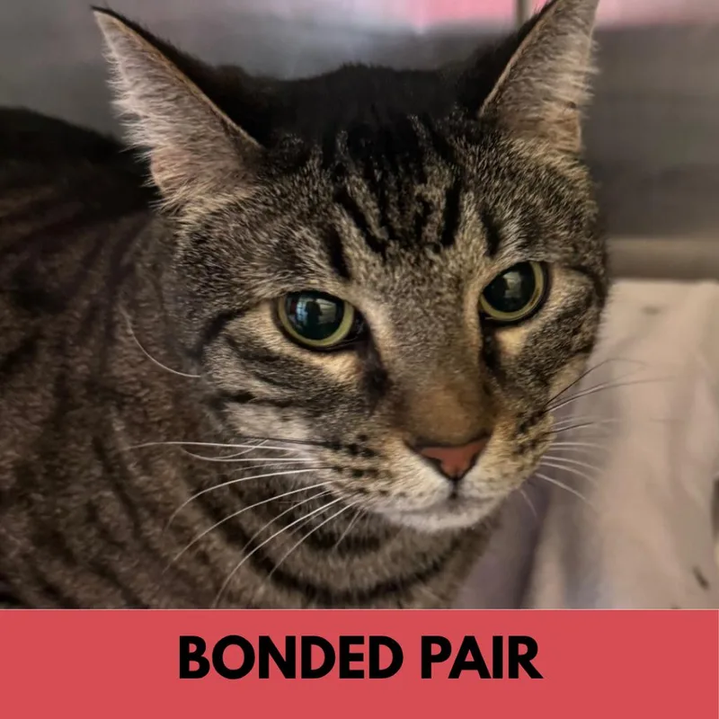An adult extra large-sized male Brown / Chocolate Domestic Short Hair cat named Loki for adoption in Lakewood, CO