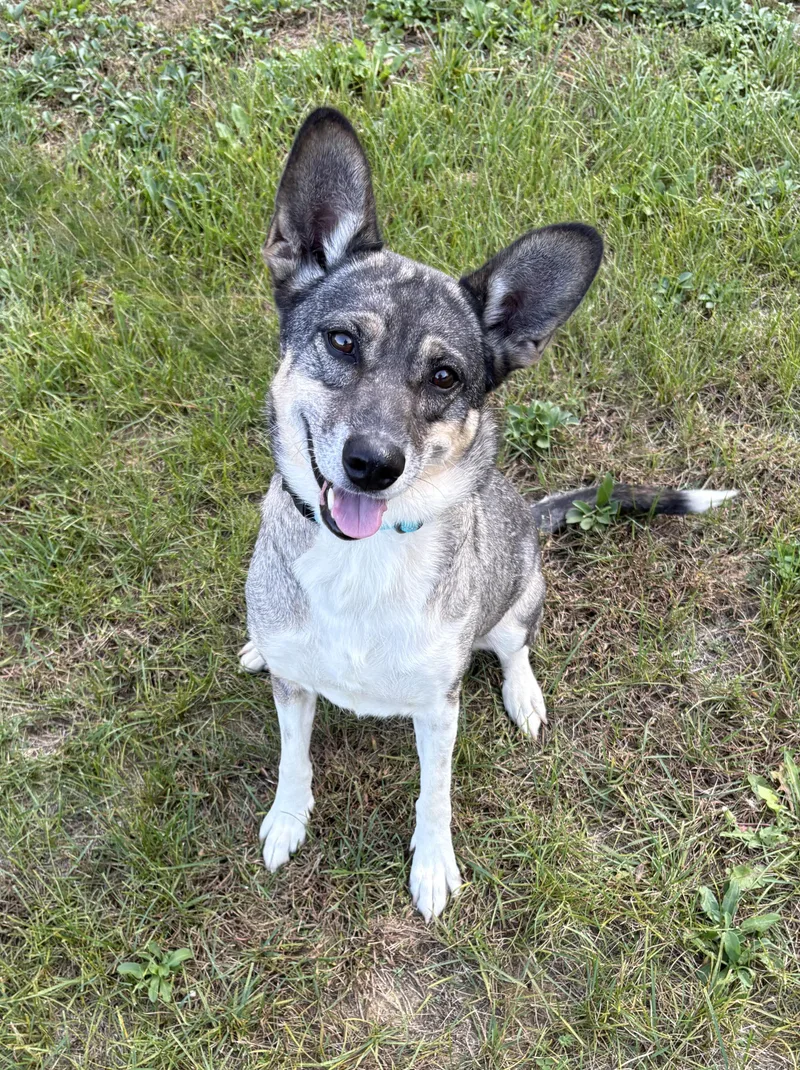 An adult medium-sized female Shepherd dog named Saison for adoption in Geneseo, IL